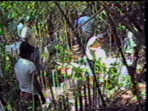 Bolivian young men stomp on coca leaves converting the leaf to a paste in the Stock Footage 75296704
