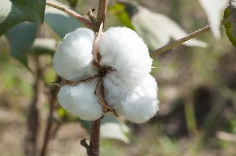 A boll of cotton Stock Photos