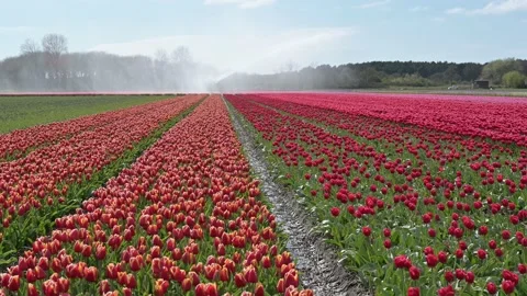 Bollenveld.DSC 2140 Video stock 132999254