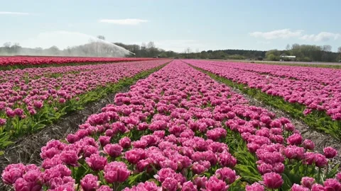 Bollenvelden DSC 2154 Video stock 132999265