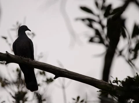 Bolle's pigeons on a tree. Stock Photos