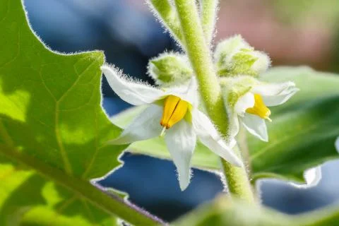 Bolo maka flower Stock Photos