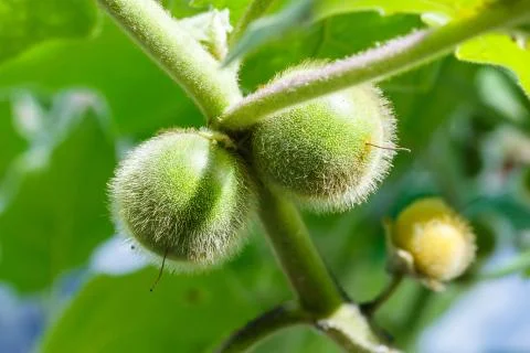 Bolo maka Stock Photos