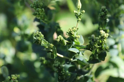 Bolted spinach that has started to bud Stock Photos