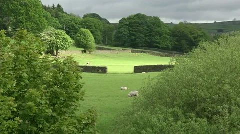 Bolton Abbey Fields Video stock 35447083
