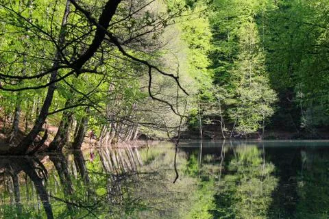 Bolu, Yedigöller National Park. Autumn lake landscape. Stock Photos