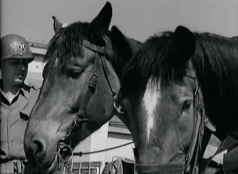 BOLZANO - 1945: Weapons surrender - Bridled draft horses in sunlight Stock-Footage 343848992