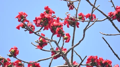Bombax ceiba tree flower. Stock Footage 304423921