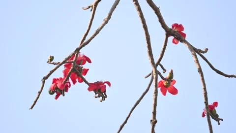 Bombax ceiba tree flower. Stock Footage 304424128