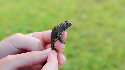 Bombina variegata Stock Footage
