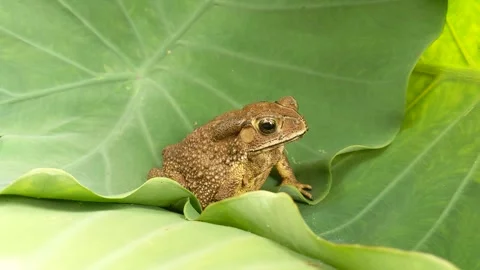 Bombinatoridae toad is croaking on green taro leaves Stock Footage 320632535