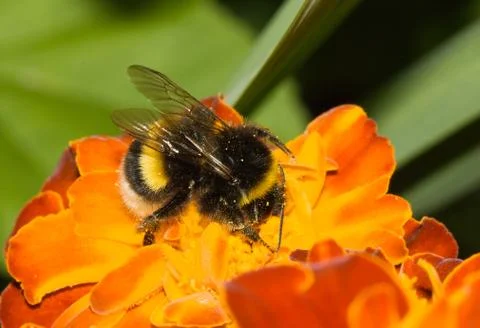 The bomblebee Stock Photos