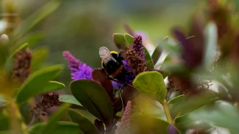 Bombo 1 Stock Footage 116871764