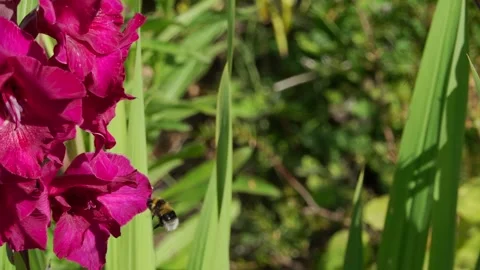 Bombus lucorum, the white-tailed bumblebee visiting gladioli Video stock 341329414