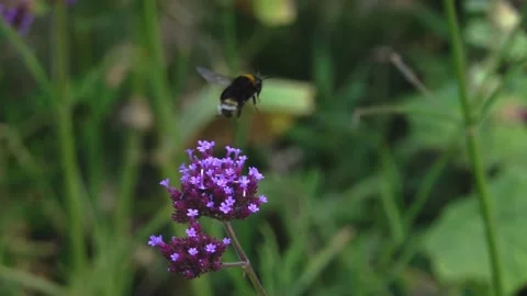 Bombus lucorum, the white-tailed bumblebee taking off, super slow motion Video stock 341329445