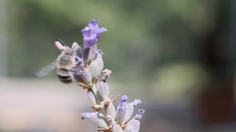 Bombus pascuorum Stock Footage 112941904