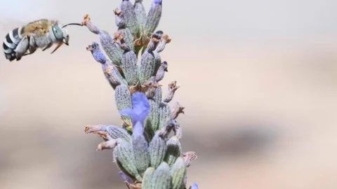 Bombus pascuorum Stock Footage 112941916