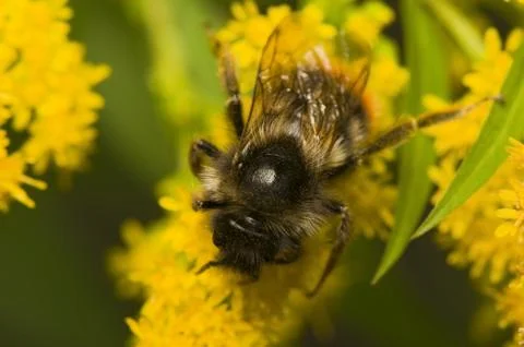Bombus Stock Photos
