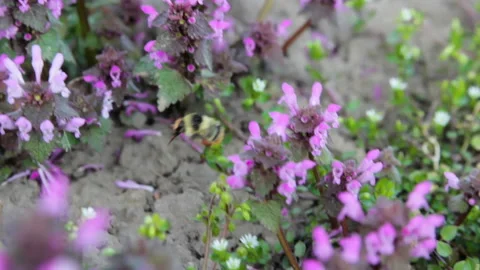 Bombus sylvarum Vídeos de archivo 126549868