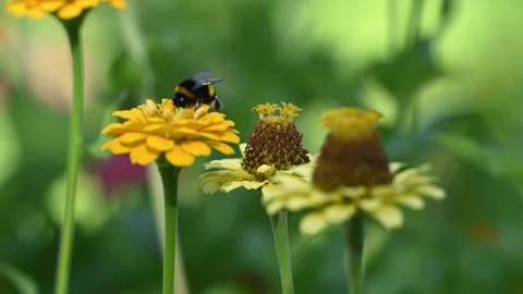 Bombus terrestris aka Buff-tailed BumbleBee is sitting flower. Stock-Footage 283018767