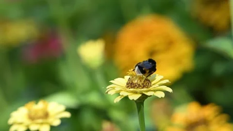 Bombus terrestris aka Buff-tailed BumbleBee is sitting flower. Stock Footage 302211190