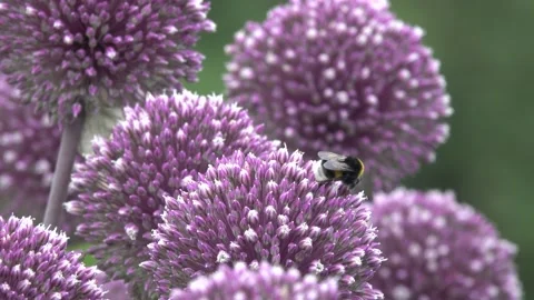 Bombus terrestris, buff-tailed bumblebee collecting nectar on allium flower Stock Footage 159066733