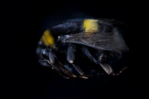 Bombus terrestris Stock Photos