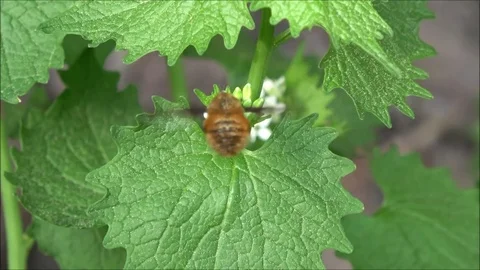 Bombyliidae Fly Stock Footage 91375876