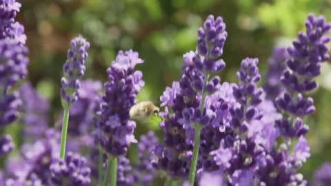 Bombylius major or large bee fly flying arond lavender flowers in bloom Video stock 131860519