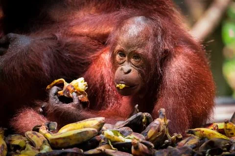 Bon appetite Stock Photos