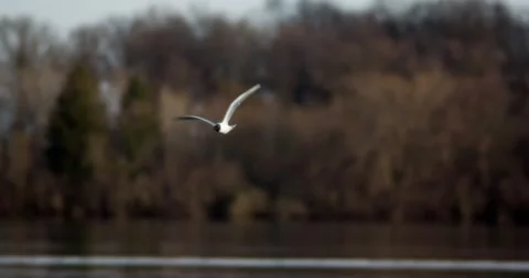 Bonaparte Gull flying Stock-Footage 131394331