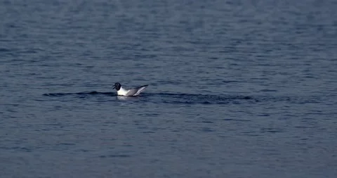 Bonaparte Gull Flying Stock-Footage 131394875