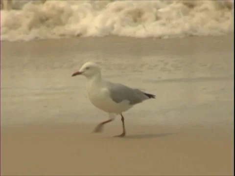 Bondi Beach Seagull Stock Footage 1200910