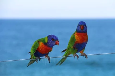 Bondi Beach in the Summer Stock-Fotos