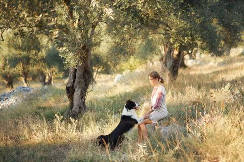 Bonding with Border Collie Stock Photos