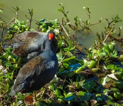 Bonding Ducks Stock-Fotos