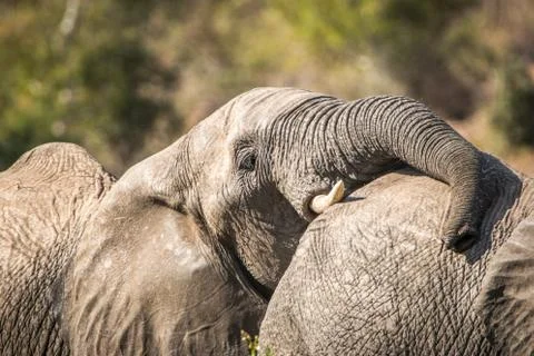 Bonding Elephants. Stock Photos