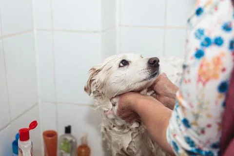Bonding Over Bath Time: Unrecognizable Human and Cute White Dog in the Shower Stock Photos