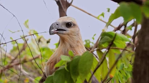 The bondol eagle is a type of eagle Stock Footage 255934789