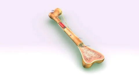 Bone Anatomy Video stock 70930816