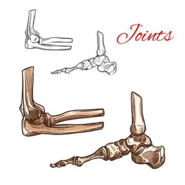 Bone and joint sketch of human foot, elbow, ankle Stock Illustration