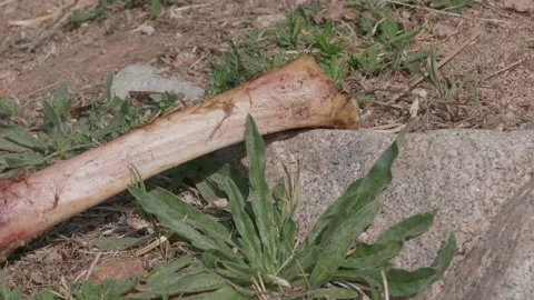 Bone and stone Stock Footage 167558622