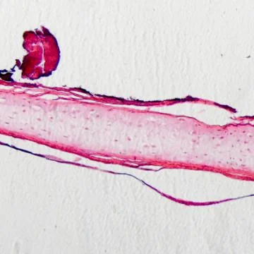 Bone cell osteocyte Foto stock