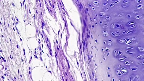 Bone cell in section macro slide filmed under microscope 400x on bright field Stock Footage 220597280