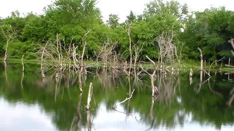 Bone Creek Marsh2 60 sec.mp4 Stock Footage 40466593