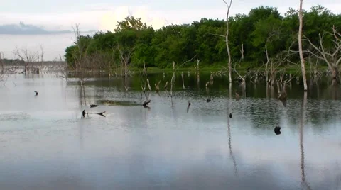 Bone Creek Marsh3 60 sec.mp4 Stock Footage 40466635