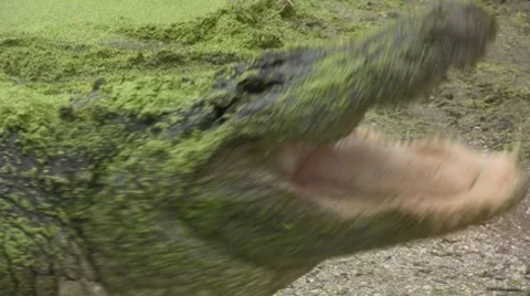 Bone Crushing alligator teeth eating meat at feeding time Stock Footage 7743304