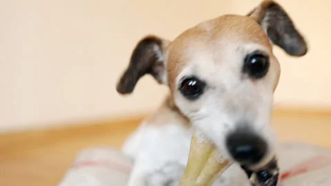 Bone dog enjoying Vídeo Stock 119340991