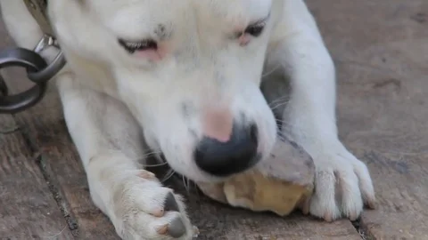 Bone in dog mouth Stock Footage 83776217