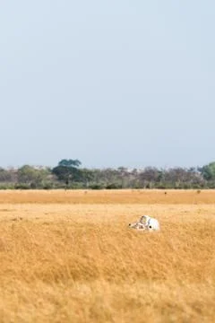 Bone Dry 2 Stock Photos